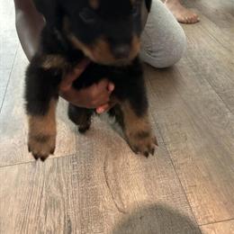 Rottweiler Puppies Available in Indianapolis, in