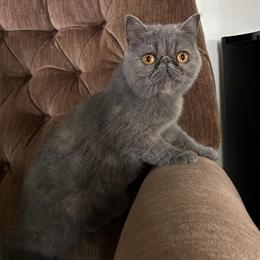 Exotic Shorthair Cat - 1.5 Years Old Female in Greenville, oh