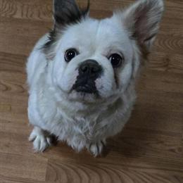 Fluffy Female Cat Diana Looking for a Forever Home in Aurora, il