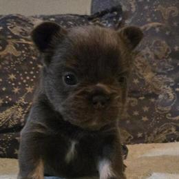 French Bulldog Leo - Ready March 10 in Aurora, il