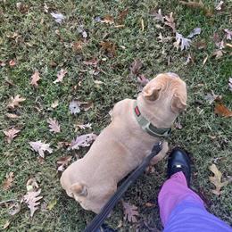 Microbull looking for a new home in Richmond, va