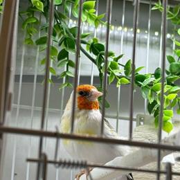 European Goldfinch and Mules for Sale in Glendale, ca