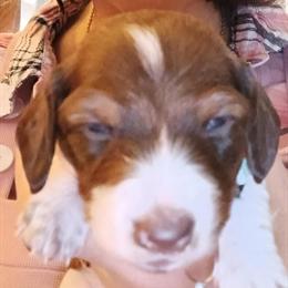 Purebred Mini Dachshund Puppies Available in Zanesville, oh