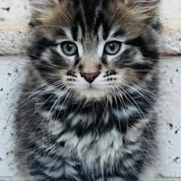 Purebred Maine Coon Kittens Available in Sarasota, fl