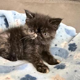Exotic Shorthair Tortie Kitten Ready for Adoption in Palm Coast, fl