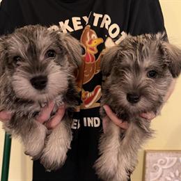 Female Mini Schnauzers Available in Monroe City, IN in Vincennes, in