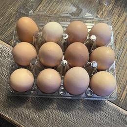 Hatching Eggs for Silver Laced and Ghost-laced Wyandottes in Louisville, ky