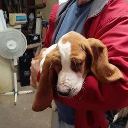 Basset Hound Puppies Available for Rehoming in Kokomo, in