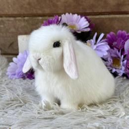 Holland Lop Baby Bunnies for Adoption in Brea, ca