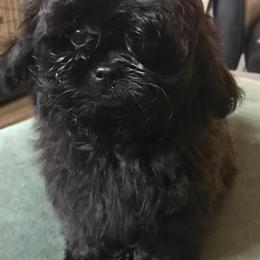 Pekapoo Puppy - Tiny Toy Size, 11 Weeks Old in Memphis, tn
