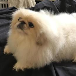 Pekingese Female Puppy - 14 Weeks Old, AKC Registered in Memphis, tn