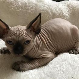 Sphynx Kittens Available with TICA Registration in Memphis, tn