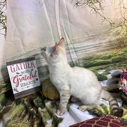 Bengal Kittens for Sale in Stunning Colors in West Plains, mo