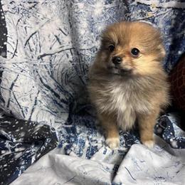 Pomeranian Puppies for Sale in West Plains, mo