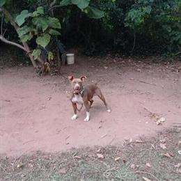 Redboy Puppies from Repeat Litter in Newnan, ga
