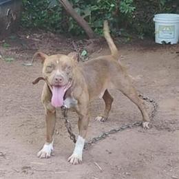 American Pit Bull Terrier Male Puppy Ready for New Home in Newnan, ga