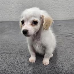 Maltese Bichon Puppy Available for Rehoming in Chandler, az