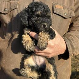 Miniature Poodle Puppies Ready Now in Centralia, il
