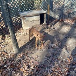 American Pit Bull Terrier Puppy - Red Male for $1,500 in Birmingham, al
