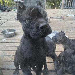 Cane Corso Puppies Ready for New Homes in Cleveland, oh