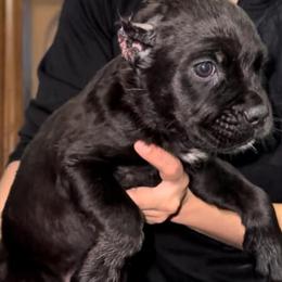 Cane Corso Puppies Ready for New Homes in Cleveland, oh