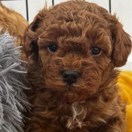 Toy Poodle Puppies Ready for New Homes in Chandler, az