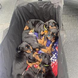 Doberman Pinscher Puppies Ready for Adoption in Wilson, nc