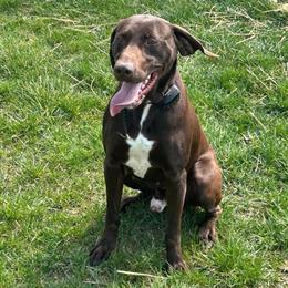 German Shorthaired Pointer for Stud Service in Tiffin, oh