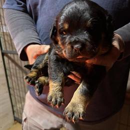 Rottweiler Puppies from Champion Bloodline in Douglasville, ga