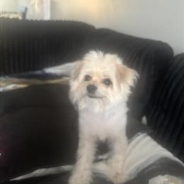1 Year Old Female Pomeranian Bichon Mix Looking for a New Home in Dearborn Heights, mi