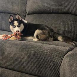 Pomsky Looking for a New Home in Marion, oh