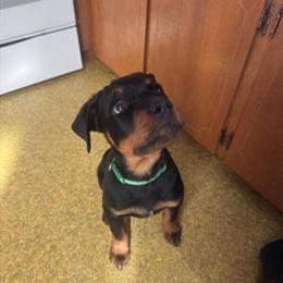 Rottweiler Puppy Available in Roanoke, va