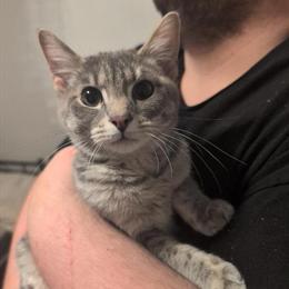 Introducing New Arrivals: Kittens for Adoption in Taylor, mi