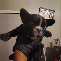 French Bulldog Puppies Ready Now with Plenty of Character in Greensboro, nc
