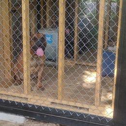 Cane Corso Male Stud Available in Columbus, oh