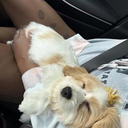 Cavapoo Female Looking for Forever Home in Lakeland, fl