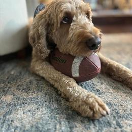 Proven Standard Poodle Stud Service with Abstract White Markings in Kalamazoo, mi