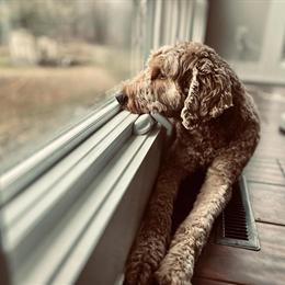 Proven Stud Standard Poodle with Abstract White Markings for Breeding in Kalamazoo, mi