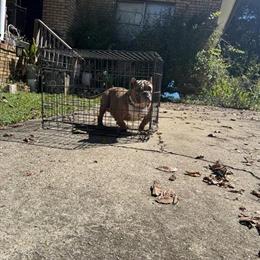 Micro Male Dog Available for Rehoming in Birmingham, al