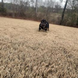 Micro Male American Bully for Sale in Birmingham, al