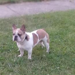 AKC Registered Male Stud for $800 in Columbus, oh