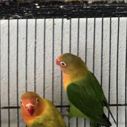 Young Lovebirds Ready for New Homes in Louisville, ky