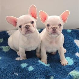 French Bulldog Puppies Available in Chula Vista, ca
