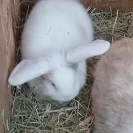 Holland Lop Babies Available in Wheatfield, in