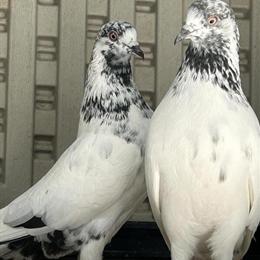 High Flyer Pigeons for Sale in Brooklyn, ny