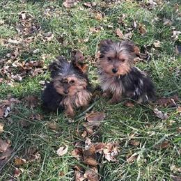 Morkie Puppies Available in Detroit, mi