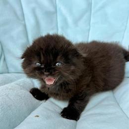 Scottish Fold Kittens Ready for Loving Homes in Tampa, fl