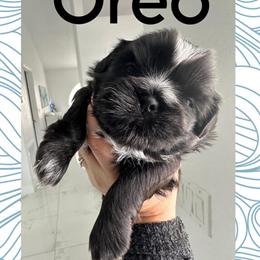 Shih Tzu Puppies Looking for Forever Homes in Winter Haven, fl