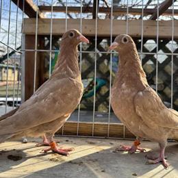 Tiger Grizzlies Pigeons Available in Buffalo Grove, il