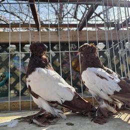 Dresden Trumpeter Pigeons Available in Buffalo Grove, il
